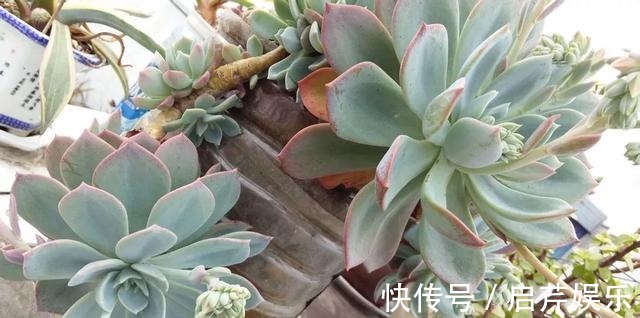 s只要家里有油桶,就不用花钱买花盆!多肉种在油桶里,叶子胖嘟嘟