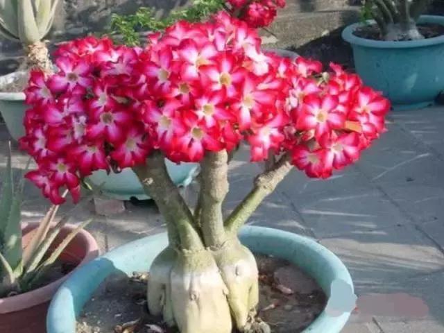 耐旱|5种适合新手养的花,耐旱还耐晒,不用管也能爆盆!