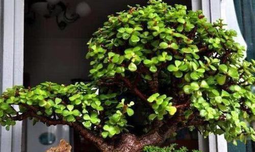  花友|北方花友冬季养花，定期喷洒2种水，保准多开花、不生病虫害