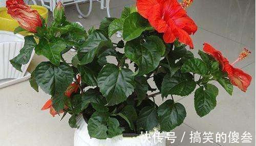 很喜爱种植花儿,又担心养不好,不用担心,有一些容易种植的