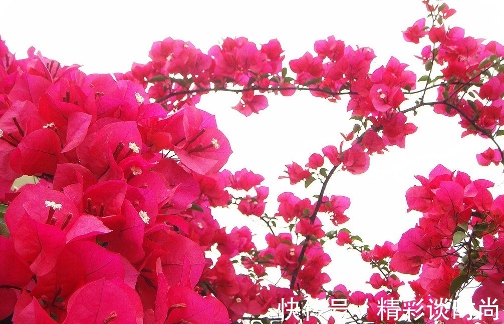 叶子|此花所开出来的花朵和叶子很像,就像是五颜六色的叶子一样