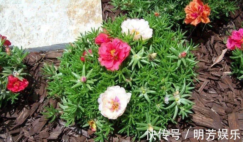 扦插|养花新手，就扦插这4种花，长根快成活快，越养越多颜值超高