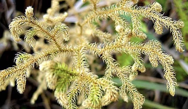  生长|小溪边，1种野草像“蜈蚣”，名称是“铺地蜈蚣”，甚是珍贵