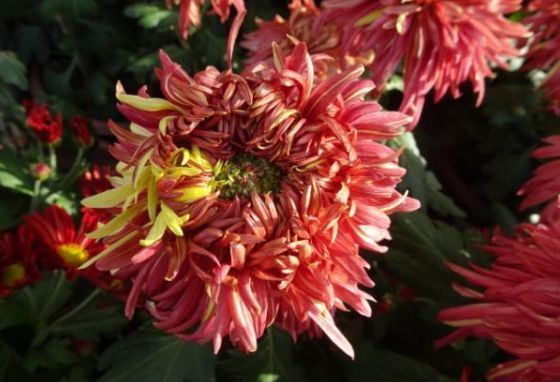 喜欢菊花,就养这几盆“菊中珍品”,似妖娆仙女,香气袭人