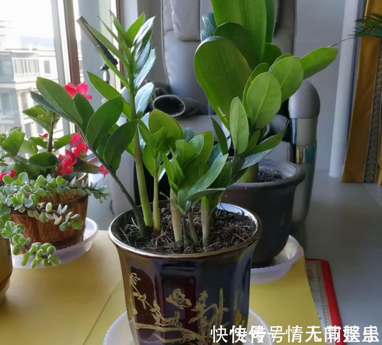 吉祥|12种花,建议养一盆,不仅吸收废气,还有“旺财添福”的美好寓意