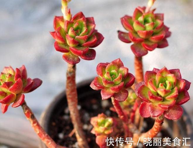 多肉植物知识知多点,蒂亚多肉很爱长气根,大家知道是什么原因吗