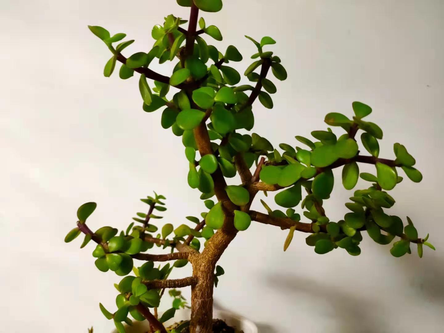 养护金枝玉叶,掌握2个小技巧,叶片翠绿,枝干粗壮