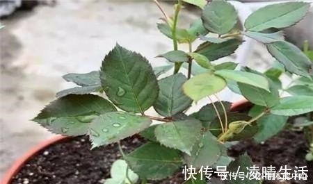 白根|喜欢养花,就要会扦插,学会2种“万能扦插法”,插啥都冒大白根!