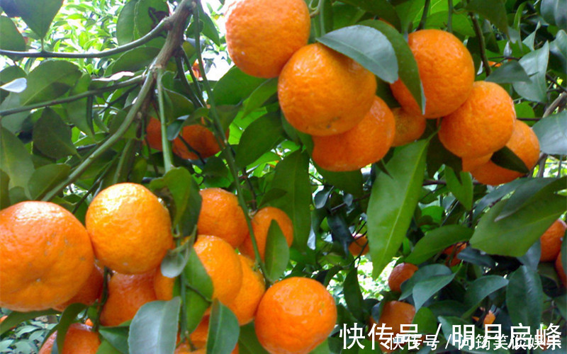 砂糖|“砂糖橘”都是带叶子卖,究竟是什么原因,原来里面藏着“猫腻”