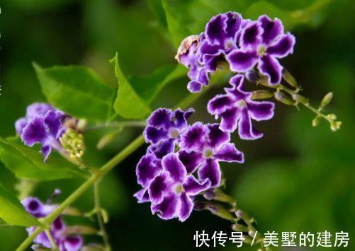 农历7月10日开始 养花养个耐看的 花叶俱美 轻松打造小花园 粉紫色 农历7月10日开始 养花养个耐看的 花叶俱美 轻松打造小花园 粉紫色