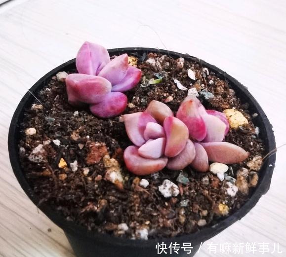 理清这些关系,或许你养的多肉不会徒长了!