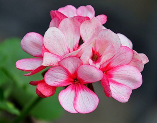 几种花,开花漂亮又好养,好养易爆盆,阳台开花变温馨小花园