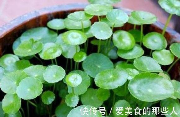 铜钱草叶片发软,黄叶怎么办,教你4招小技巧,简单又很奏效