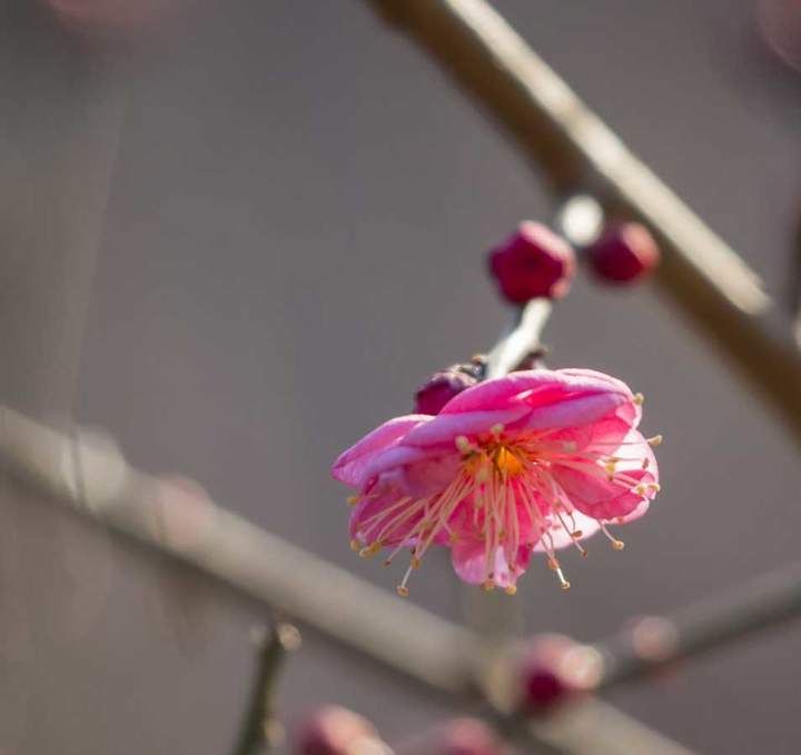 趵突泉景区的红梅花开了，太漂亮了