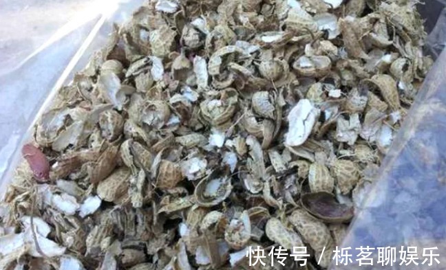 蛋壳|老妈在盆里埋点料，虎皮兰吃了一夜冒10个芽，花盆都炸了！