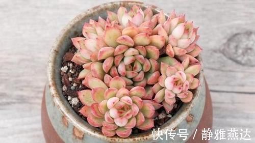 浇水|多肉植物中的爆盆之王女雏,人称小荷花,出了状态美得令人陶醉
