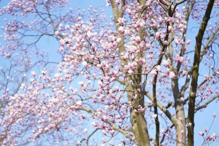 老年|杭州最全玉兰花赏花地图来了 最美玉兰大道原来在这