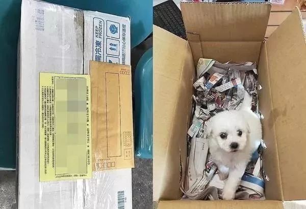 犬舍用纸箱装载狗狗寄送 里面仅铺了碎报纸 遭救援小组痛批 快资讯