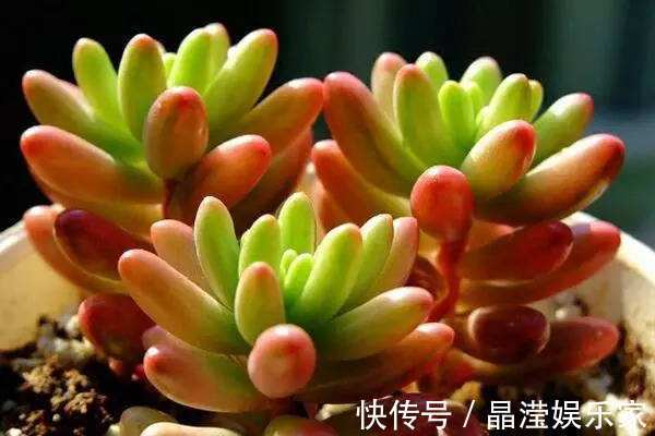 散尾葵|不会养花就试试这几朵花,既好看又好养活,开花更是好看