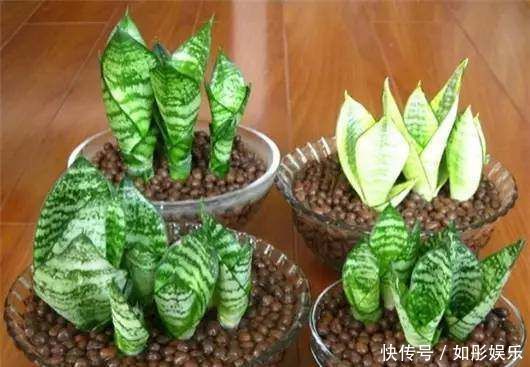 盆栽虎皮兰,学会这3招,保证让你的虎皮兰不断长侧芽