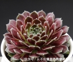 观赏价值|10款紫色系多肉,高贵梦幻,养一盆“紫气东来”,总有你喜欢的!