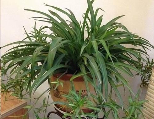 这10种花超级怕冷，再不搬进屋，小心只剩下盆了