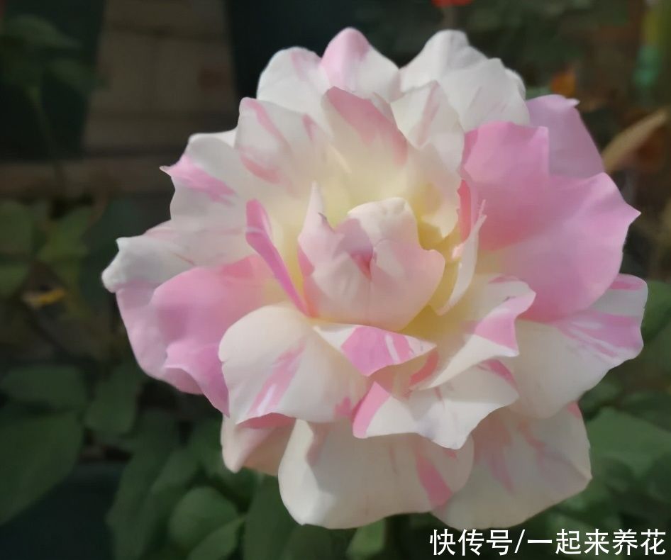 月季品种“千层饼”河本家条纹月季,淡粉色,微香味