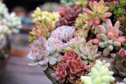 浇水|养多肉浇水不能犯的几个错误，留意了才能茁壮成长，枝繁叶茂