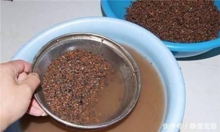 煤渣还能养花每个花盆埋入一小勺,养什么花都旺,老花农都知道