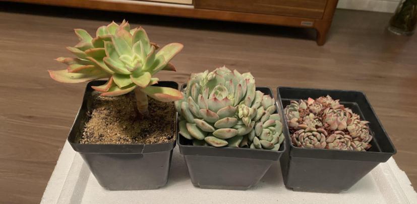 邻居小妹养多肉,少有烂根虫害问题发生,全赖这些地方把控严密