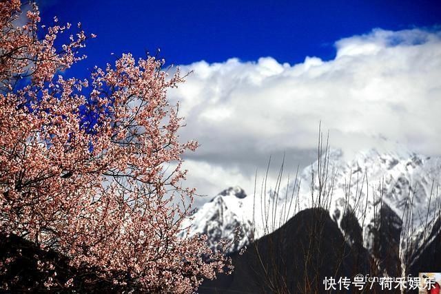 波密桃花开当桃花与雪山相遇，便成为云上仙境