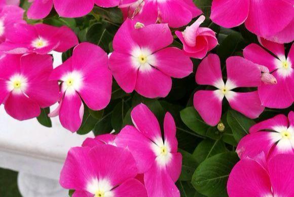 这花就叫“天天开”,咔咔一通剪,长成“小花树”,多了几十盆