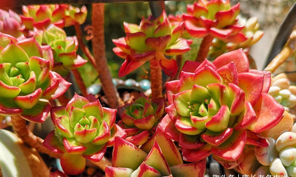 茎秆|多肉茎秆断了想还原是不可能的,但会操作的话可以多得一棵多肉