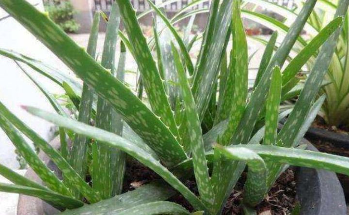 3种花养卧室,促进睡眠质量,植株漂亮上档次,一觉睡到自然醒