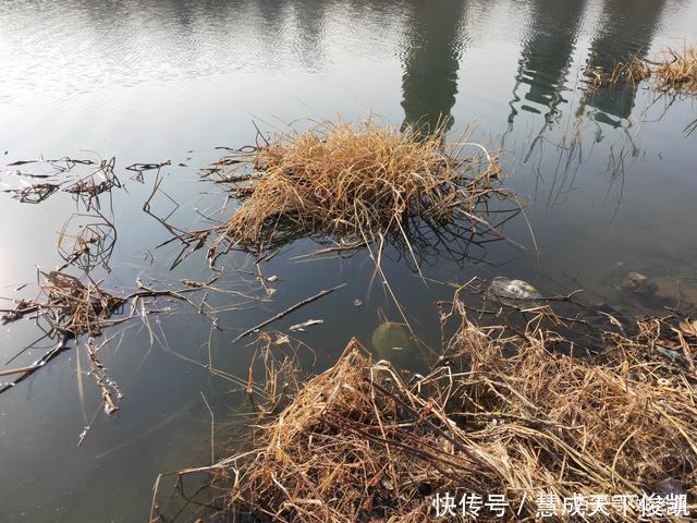  小时|冬季钓浅水，要求相对苛刻！然则条件一旦符合，可连竿上鱼两小时