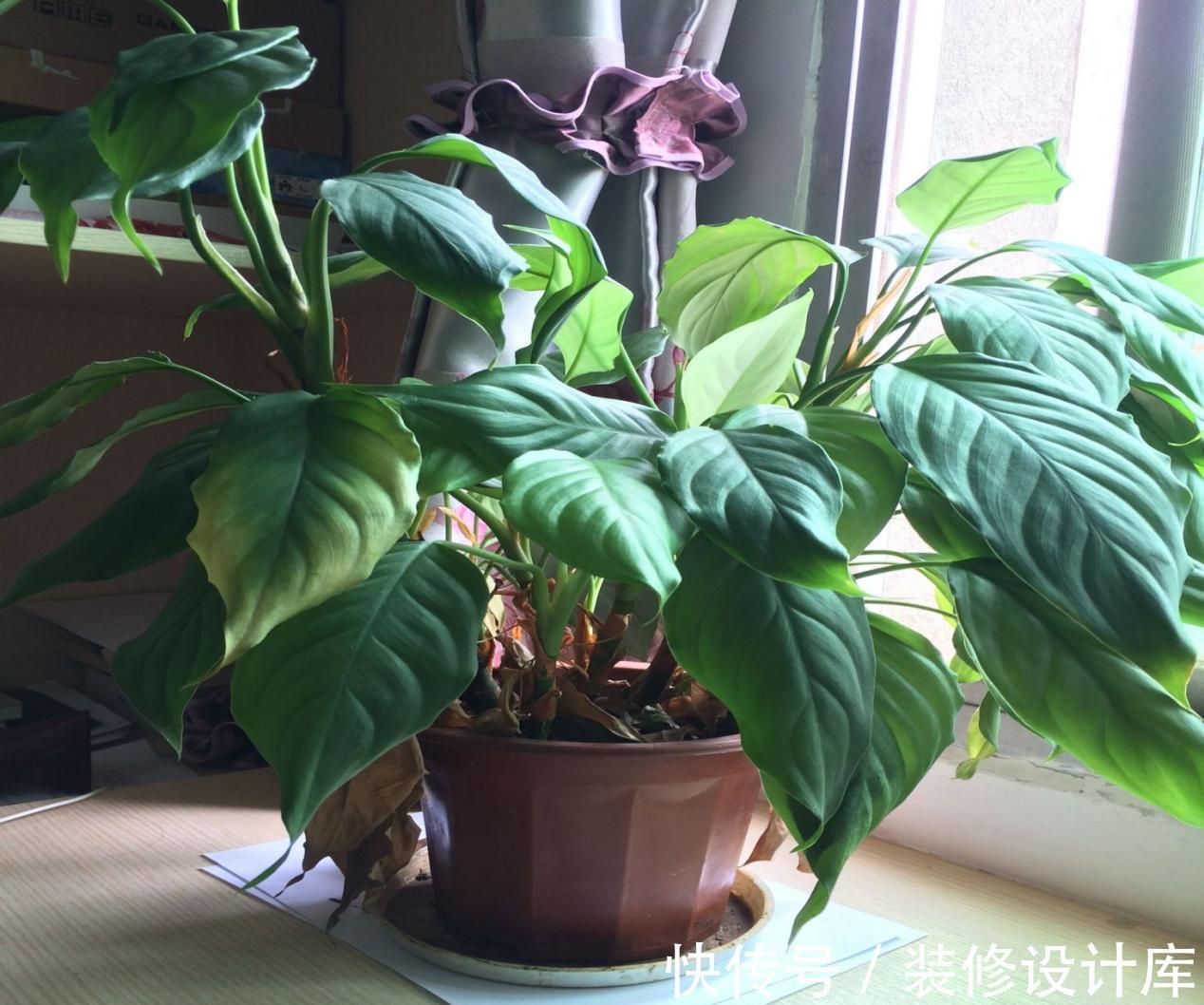 植物|浇花,用好这4种“水”,效果就像打了激素,刺激植物疯长