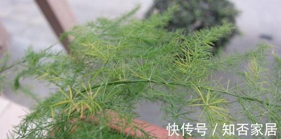 枝叶|文竹叶子发黄能不能剪掉，来看看养花达人怎么说