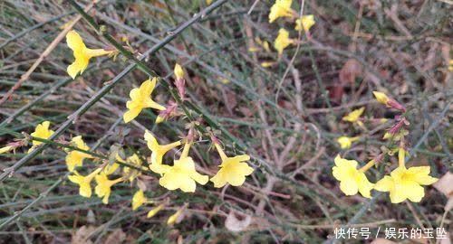 老年|赏心悦目！春天里的泾阳百花鲜