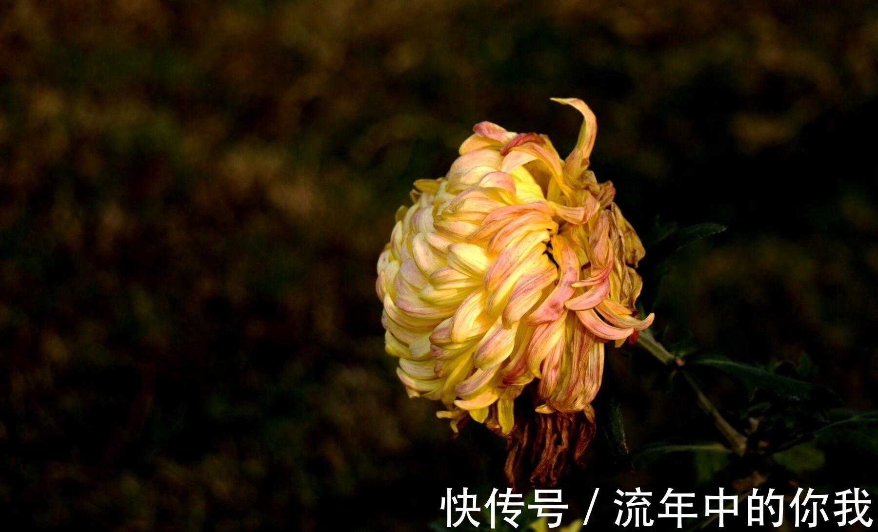 陶渊明#3个千古名句赏析:当荷花与菊花出现在同一首诗中,荷花败了?