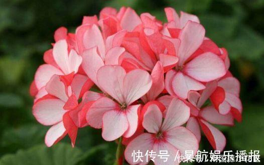 阳台上|最讨人喜欢的4种花，插个枝条就能活，很适合新手入手