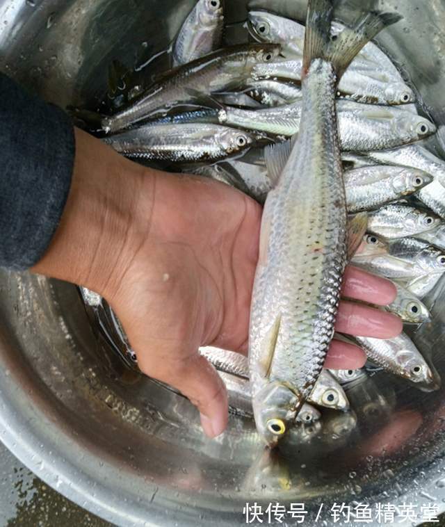 袖钩|冬天的白条比夏天还多，掌握方法，想吃多少钓多少