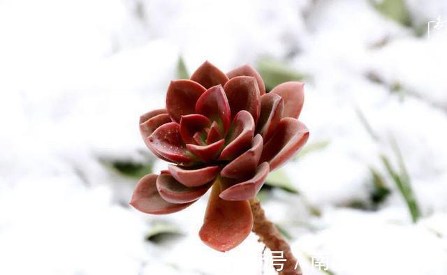 巧克力色|新手选这些“普货”多肉来养，好养又省心，养出状态来也很漂亮