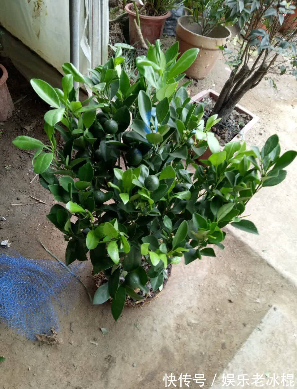 消毒|家庭养花：该怎么给土壤杀菌消毒？简易高效的手段有3种