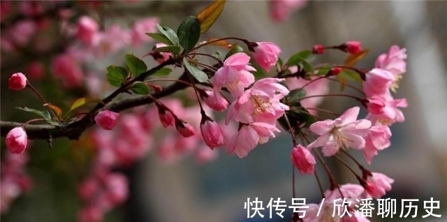 杨贵妃@唐诗海棠6首:海棠花里鹧鸪啼,半开时节最妖娆