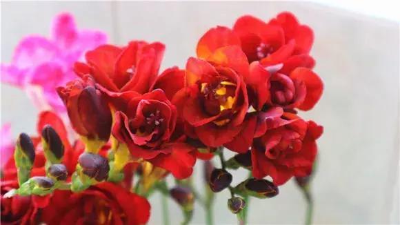 好看|还在养绿萝家里养盆“香香花”,好看好闻,清香四溢精神好!