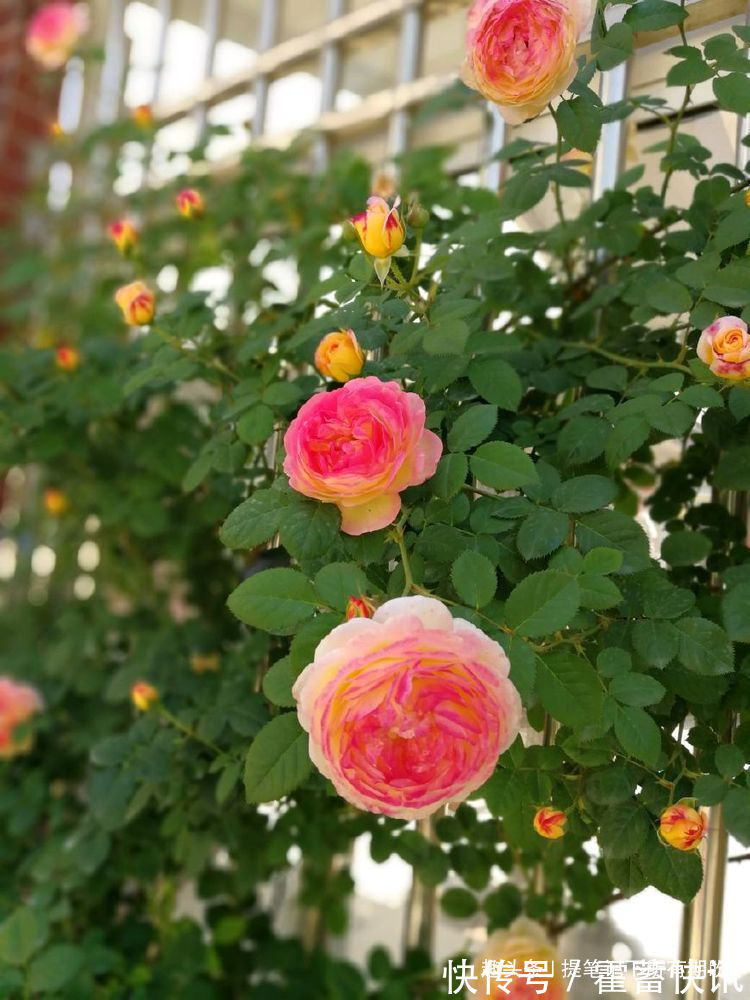 罗曼尼·詹森|“珍稀玫瑰”女人香气,丰腴婀娜,娇嫩柔和,可以说养花必备