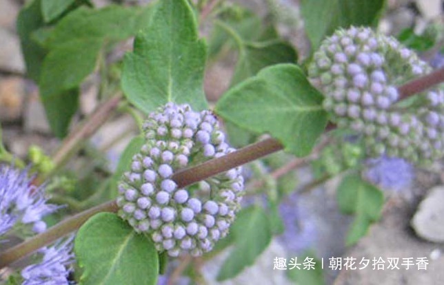 皮肤瘙痒|农村很常见的野草,过去人们将其视为杂草,殊不知价值很珍贵