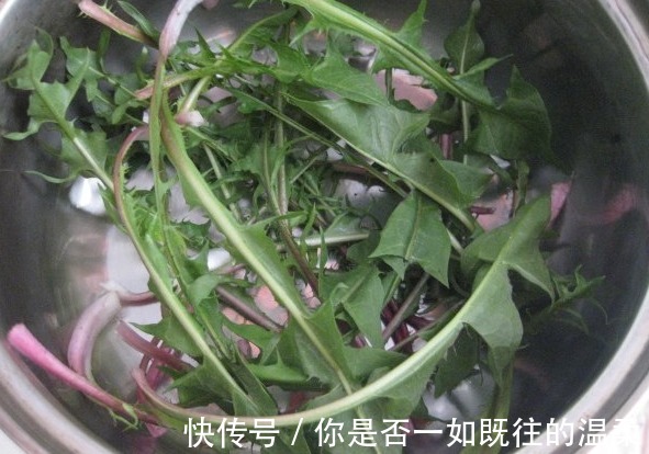 排毒|蒲公英泡水喝好处多,排毒清肠,但也有食用禁忌,不妨了解一下