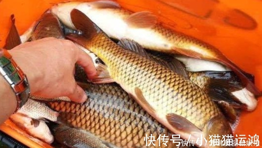 气温|鲤鱼比鲫鱼难钓十几倍?老司机坦言:试试这三大“灵活”就知道了