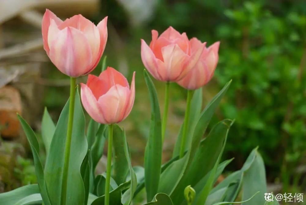 休眠|9种花，必须低温春化，冻满1个月以上才行！